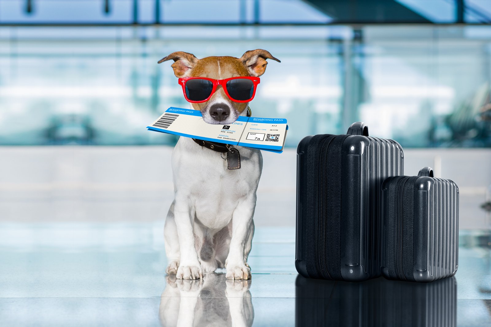 A dog wearing red sunglasses holding a boarding pass in its mouth at an airport with suitcases.