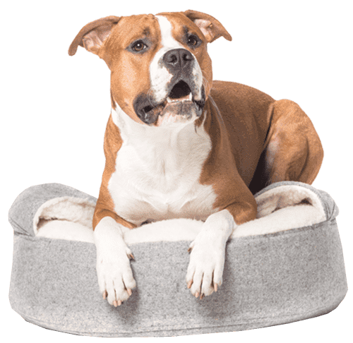 A brown and white dog lying on a gray pet bed.