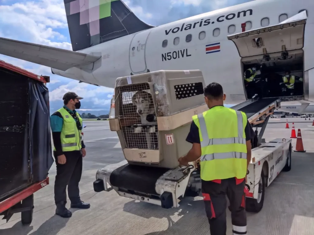 Airport workers loading a dog in a crate onto a Volaris airplane.
