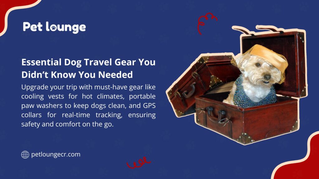 A dog in a suitcase wearing a hat and dress, promoting essential dog travel gear like cooling vests, paw washers, and GPS collars from Pet Lounge.