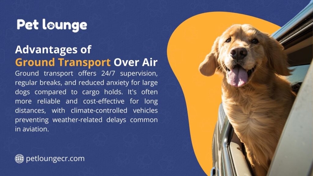 Golden retriever sacando la cabeza por la ventana de un auto, destacando las ventajas del transporte terrestre sobre el aéreo.