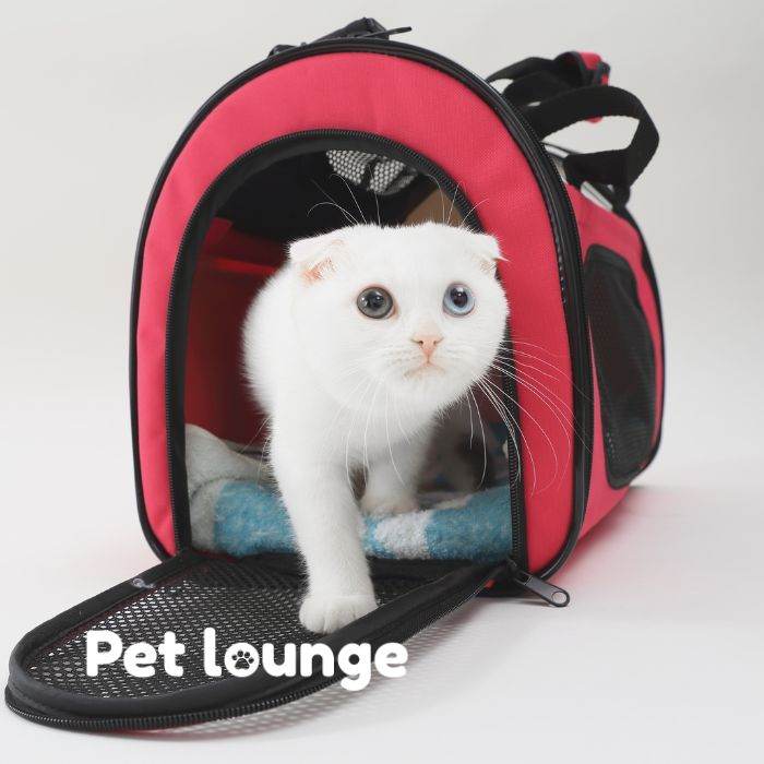 Pet Transportation Service in Costa Rica San José