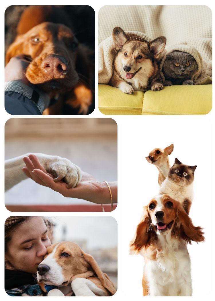 Pet transportation in Costa Rica in San José