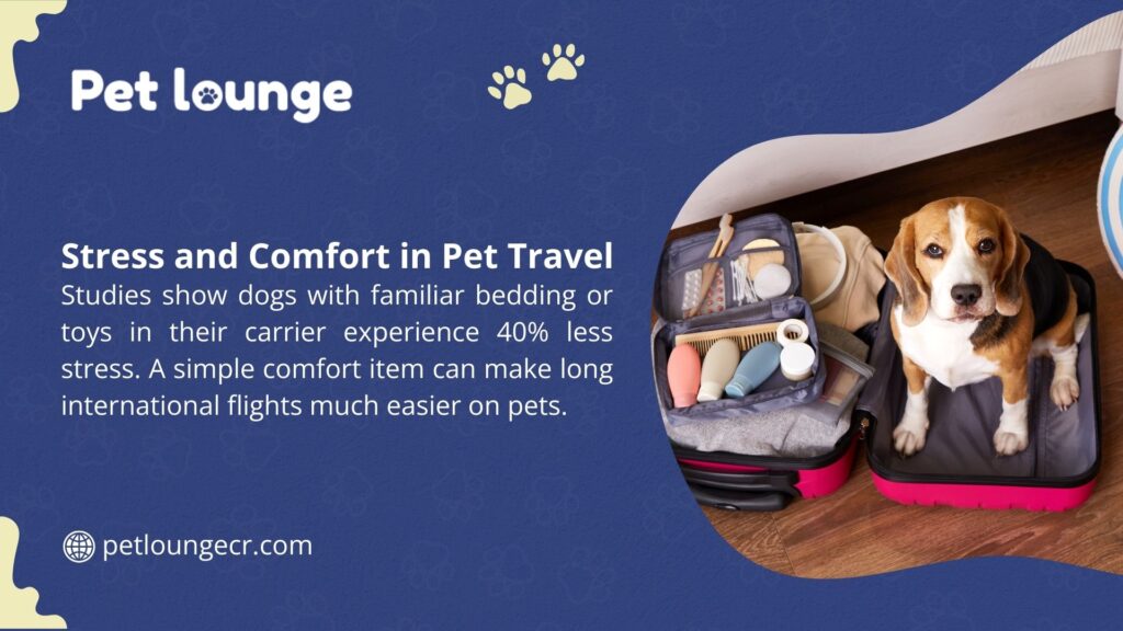 Image of a beagle in an open suitcase with bedding and toys, from Pet Lounge, noting dogs with familiar items experience 40% less stress during long international flights.